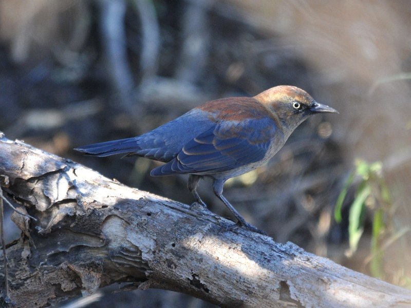 Rusty Blackbird.jpg